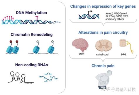 易基因｜深度综述：表观遗传机制在慢性疼痛中的作用dna甲基化组蛋白修饰非编码rna 知乎