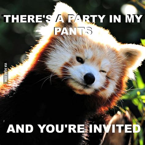 Overly Confident Red Panda 9gag