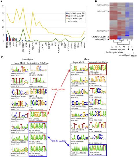 Transcription Factors And Promoter Motifs Enriched In Meiocytes A