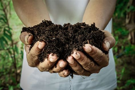 The Benefits Of Composting In The Garden Starter Guide Garden