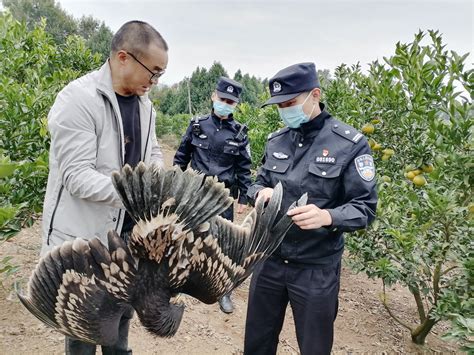 绵阳梓潼：警民联手救助“落难”大鸟 竟是国家一级保护动物澎湃号·媒体澎湃新闻 The Paper