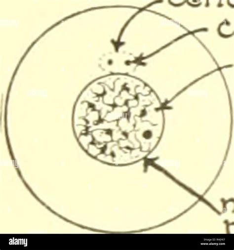 Metaphase Spindle Fibers