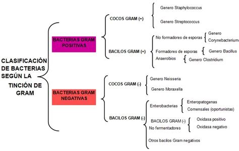 Clasificación Bacteriana Tinción de Gram