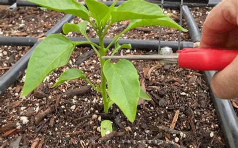 How To Grow Peppers Growing Peppers Growing In The Garden