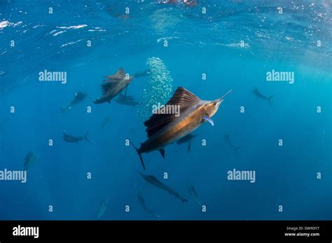 Atlantic Sailfish Hunting Spanish Sardines Isla Mujeres Yucatan