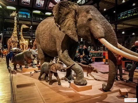 Fête de la Science 2023 des activités gratuites en famille au Muséum