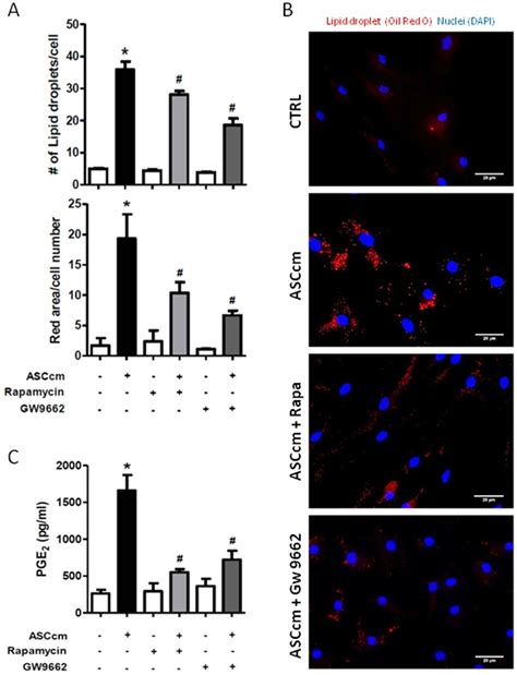 mTOR PPARγ modulate lipid droplet biogenesis induced by ASCcm in