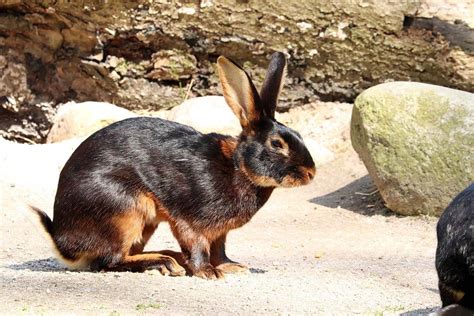 Belgian Hare Pictures Care Guide Lifespan Traits Hepper