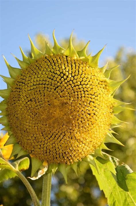 Foto Gratis Campo Natura Giardino Estate Foglia Fiore Flora