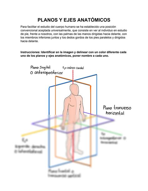 Solution Planos Anat Micos Studypool