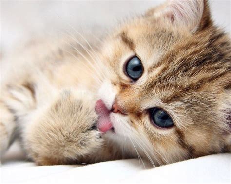 Aesthetic Cute Baby Cat Wallpapers Wallpaper Cave