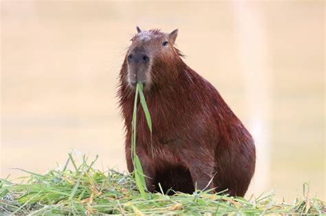 Capivara