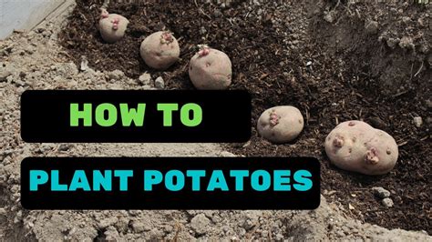 How To Plant Potatoes Step By Step Guide Youtube