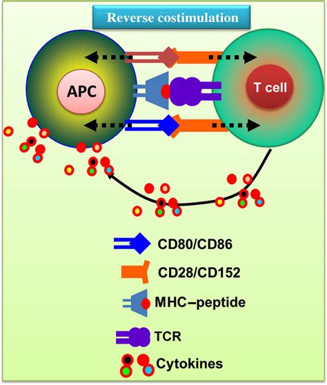 Cd Cd Deliver Bidirectional Signaling For The Activation Of T