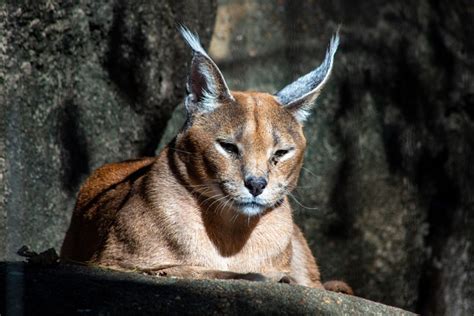 Fakta Menarik Kucing Caracal Kucing Yang Ahli Kamuflase