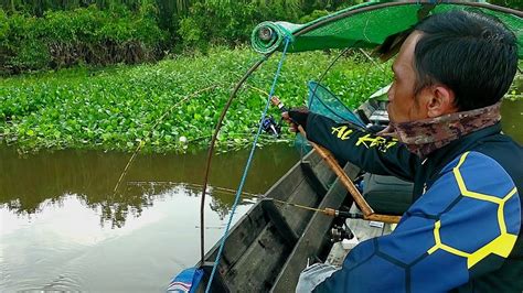 Umpan Terbaik Udang Air Tawar Bikin Joran Tak Henti Melengkung Tajam