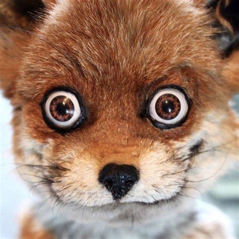 30 Bad Taxidermy Pictures That Are Both Terrifying And Hilarious