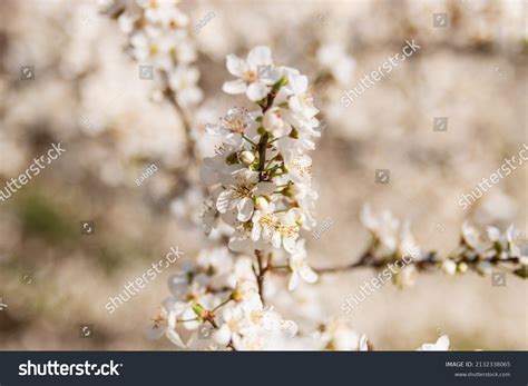 Capucines Images Stock Photos Vectors Shutterstock