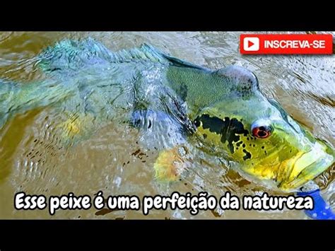 PEGUEI UM PEIXE A LINHA PRESA NO GALHO E A ISCA NA ÁGUA QUEM NUNCA