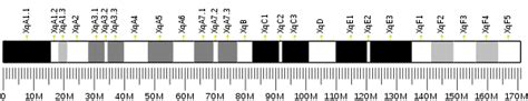 Non Pou Domain Containing Octamer Binding Protein Wikipedia