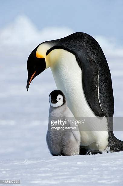 Adult Emperor Penguin With Chick Aptenodytes Forsteri Snow Hill Antarctica Photos And Premium