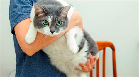 La Obesidad En Gatos Enfermedad Y Tratamiento