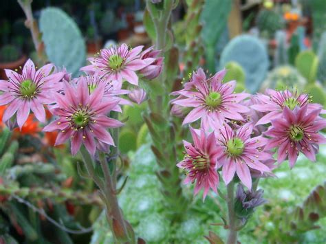 Sempervivum arachnoideum (Cobweb Houseleek) - World of Flowering Plants