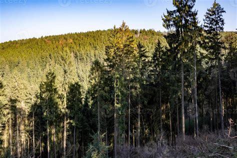 Coniferous forest landscape 10513483 Stock Photo at Vecteezy