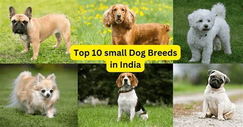 Indian Dog Breeds Name