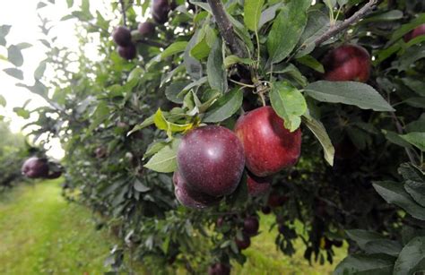 Identifying Trees By Their Fruit