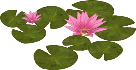 Water Lily PNG Images Transparent Background PNG Play