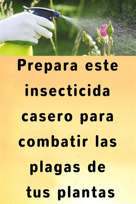 Prepara Este Insecticida Casero Para Combatir Las Plagas De Tus Plantas