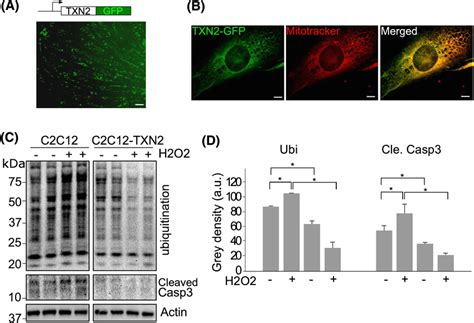 Overexpression Of TXN2 Suppresses H2O2induced Oxidative Stress And