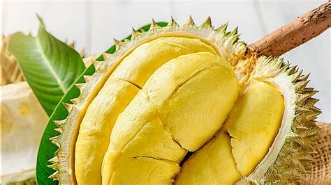 Hal Penting Yang Wajib Diketahui Sebelum Budidaya Durian Montong