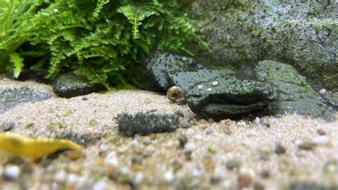 The Benefits of Breeding Snails in Your Aquarium - All Happy Fish