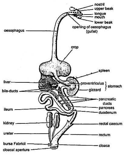 The Pigeon S Digestive System How These Birds Process Their Food