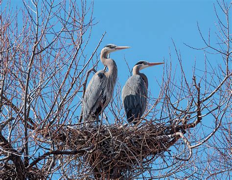 Heron Couple Photograph By Loree Johnson Fine Art America