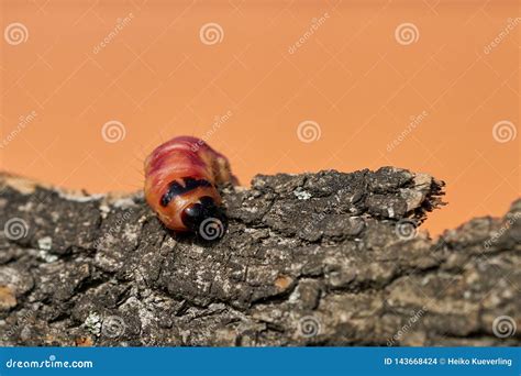 Larva of a Goat Moth on the Bark of a Tree Stock Photo - Image of bark ...