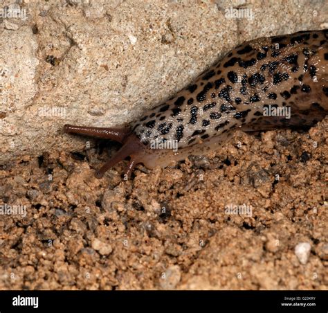 Leopard Slug Limax Maximus Feeds On Other Slugs Stock Photo Alamy