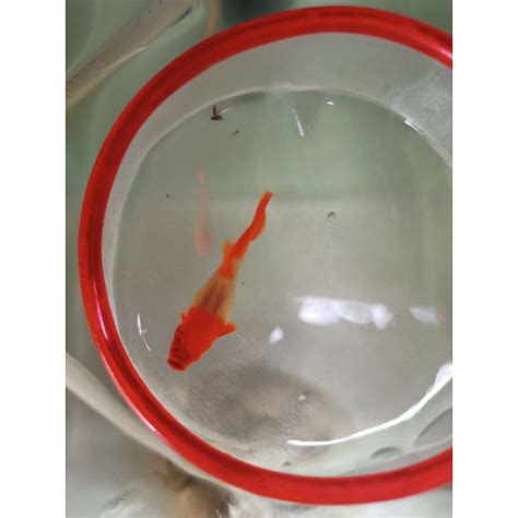 Jual Albino Koi Red Ear Gen King Shopee Indonesia