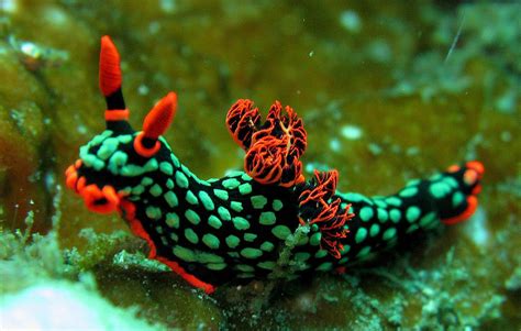 Nembrotha Kubaryana At Lembeh Indonesia Photo By Steve Childs