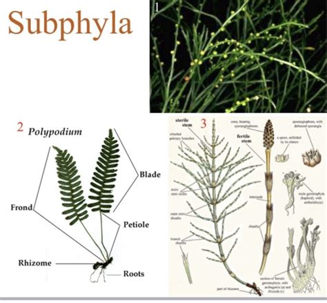 Ferns Biolab Practical Flashcards Quizlet