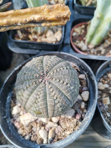 Euphorbia Mix Obesa E Obesa X Meloformis Temperatura Minima 10 Gradi