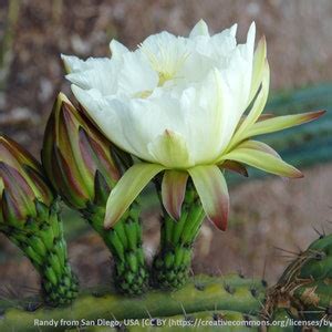 Cereus Peruvianus cereus Repandus, 20 Seeds - Etsy