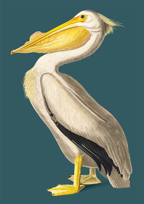 American White Pelican illustration - Download Free Vectors, Clipart ...