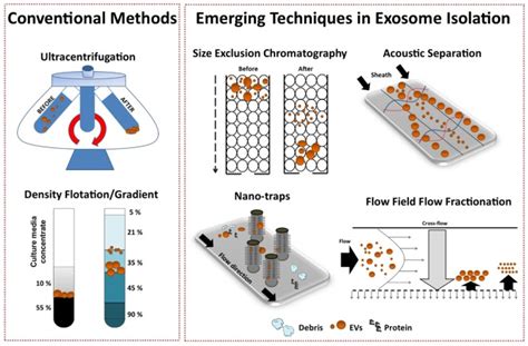 Toward Exosome-Based Therapeutics | Exosome RNA