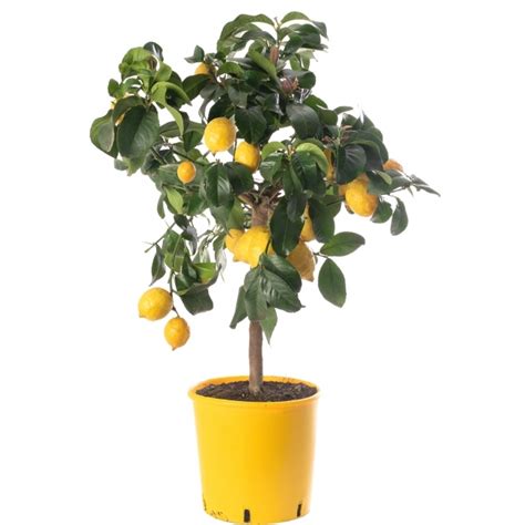 Lemon Tree Garden Citrus Fruit Tree Free Uk Delivery Over £50