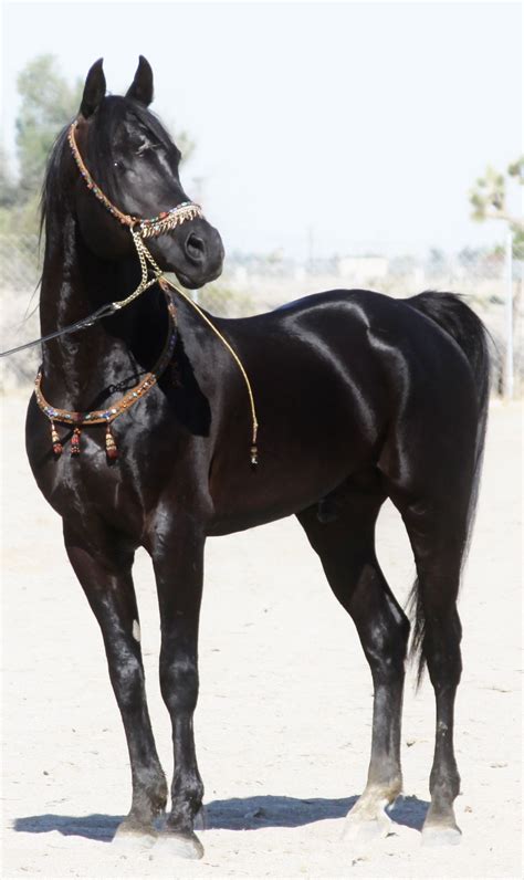 Sc Desert Star Arabians Black Horses Black Arabian Horse Pretty Horses