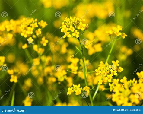 Yellow Rapeseed Flowers Brassica Napus Stock Photo Image Of Garden