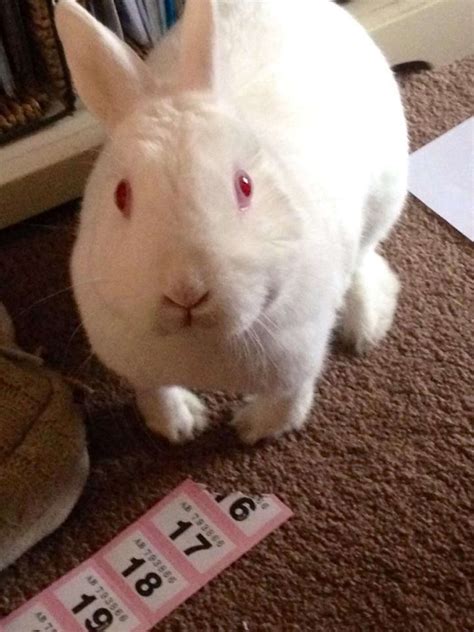 30 Mischievous Bunnies Who Have No Regrets About Taking Over Your House The Dodo